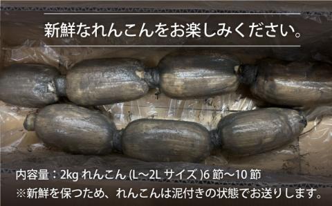 【先行予約】【3回定期便】こだわり白石れんこん 2kg/回（総計6kg）【れんこんの家やました】 [IAW005]