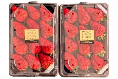 益田のいちご ほしうらら【いちご 苺 イチゴ ストロベリー strawberry 果物 くだもの フルーツ 益田いちご ほしうらら ギフト 冷蔵 先行予約 期間限定 季節限定 数量限定 早期予約 島根県 益田市】