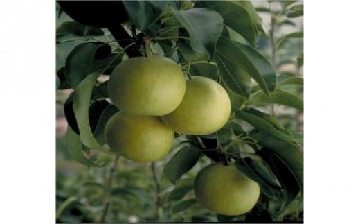 
                  二十世紀梨 秀品 5キロ（砂丘のなし屋さん）
                