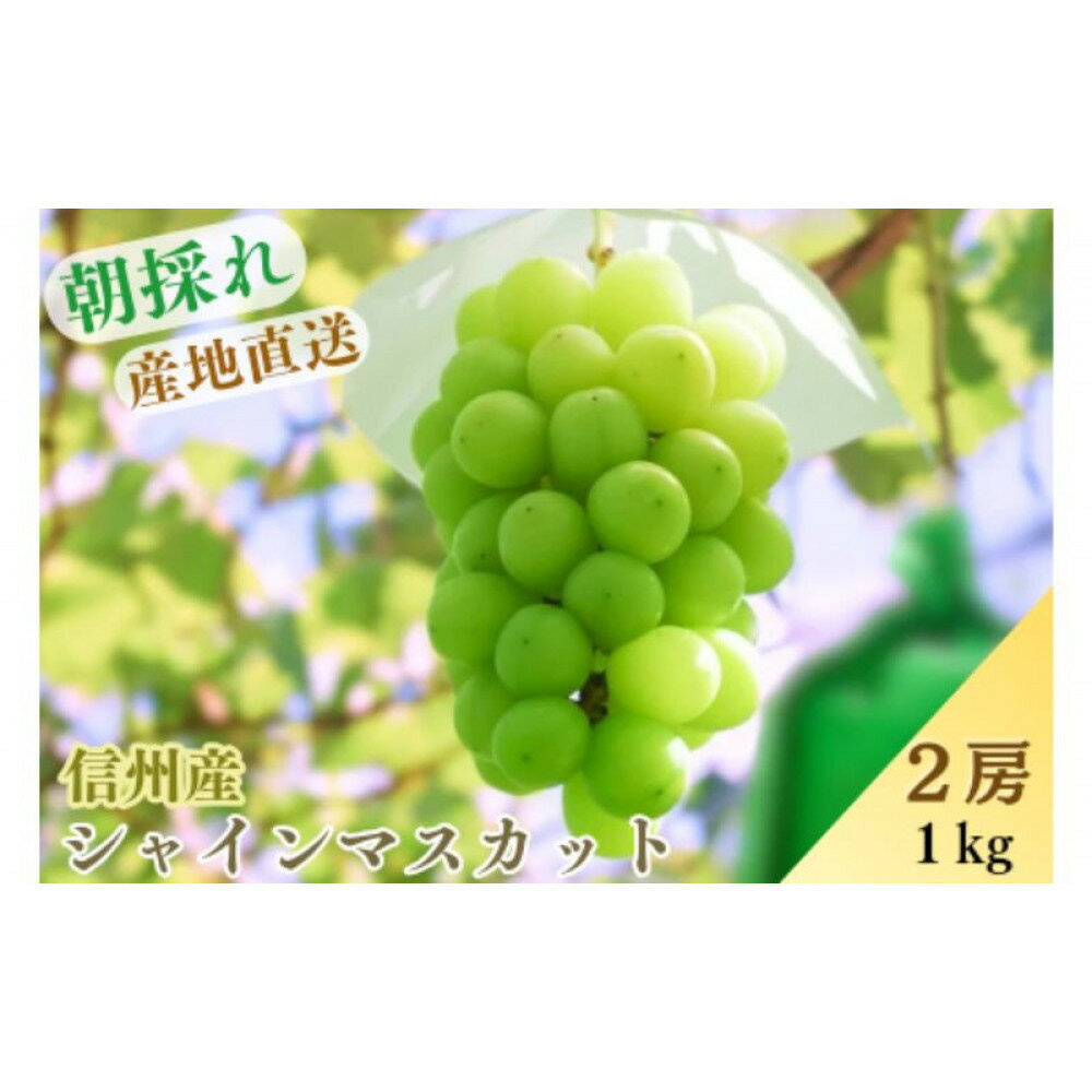 【ふるさと納税】信州北村ぶどう園　シャインマスカット約1kg | シャインマスカット 大粒 甘い 秀品 長野市産 松代 人気 おすすめ ぶどう 葡萄 フルーツ 果物 旬 デザート ギフト プレゼント 送料無料 長野県 長野市 信州 信濃 ふるさと納税