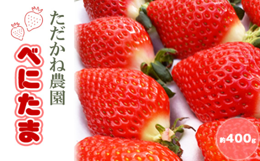 べにたま　ただかね農園　約400g ／ 果物 フルーツ 苺 いちご イチゴ 厳選 朝採り 新鮮 産地直送 産直 甘い おいしい デザート 埼玉県 秩父 No.548