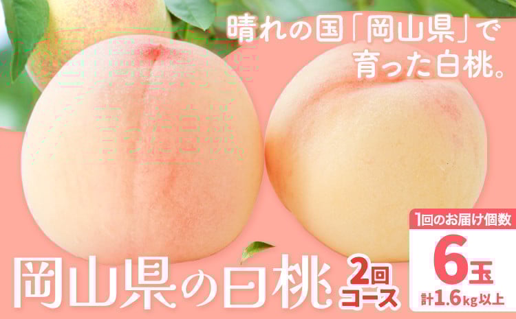 
            【先行予約】岡山の白桃2回コース 6玉 (1.6kg以上) 株式会社山博 (中本青果)《1回目：2025年7月上旬から7月中旬頃出荷 2回目：2025年7月下旬から8月上旬頃出荷》岡山県 浅口市 桃 もも フルーツ 送料無料 冷蔵 定期便【配送不可地域あり】
          