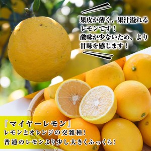 ＜先行予約受付中！2025年4月以降発送予定＞数量限定！冷蔵品イエローレモン(5kg)国産 マイヤーレモン 檸檬 オレンジ 果実 果物 フルーツ 柑橘 デザート 期間限定【桐野柑橘株式会社】a-20-