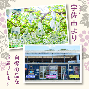 ＜先行予約受付中！2025年9月上旬から順次発送予定＞王さまのぶどう 朝もぎ 巨峰(計1.4kg・700g×2パック)国産 ぶどう 葡萄 フルーツ 果物 くだもの 果実 セット【100702400】【