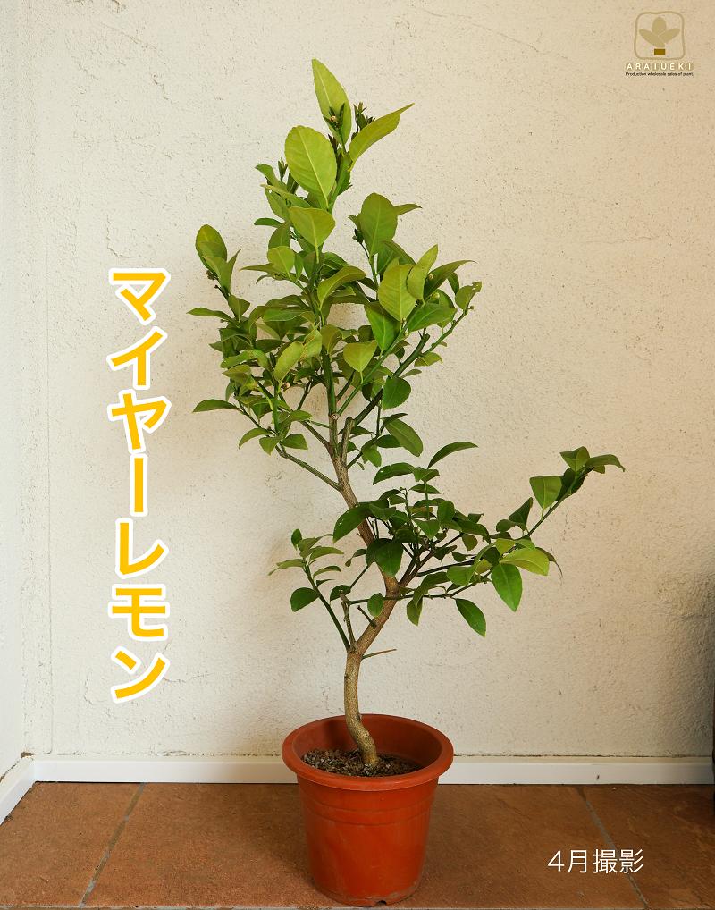 
                  A-058  マイヤーレモン（6号鉢植）　※沖縄・離島への配送不可
                