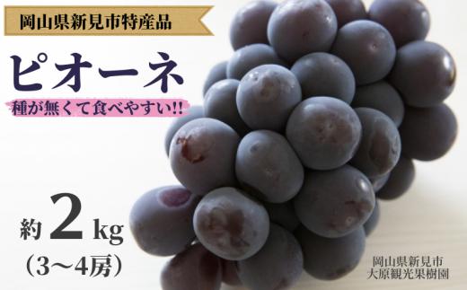 大原観光果樹園 ピオーネ 約2kg 3～4房 【先行予約 2026年9月上旬から順次発送】