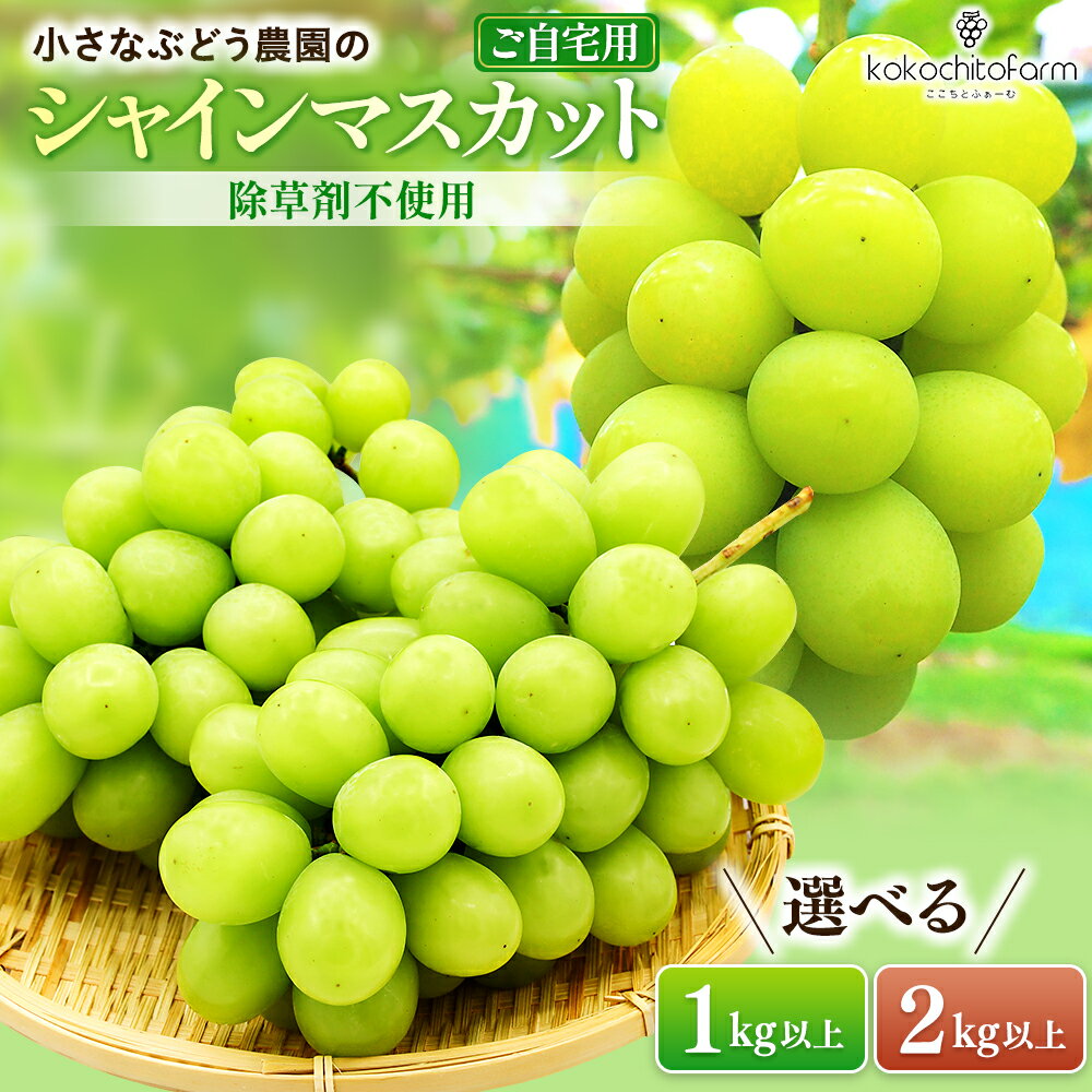 【ふるさと納税】 【2026年先行予約】 小さなぶどう園の シャインマスカット ご自宅用 選べる容量 2～3房 1kg以上 または 3～5房 2kg以上 9月中旬〜11月中旬頃順次発送予定 ここちとふぁーむ 岡山県 果物 くだもの フルーツ 葡萄 ぶどう シャインマスカット