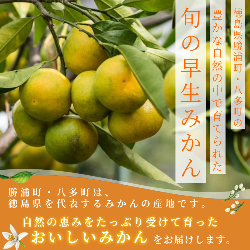 みかん 早生みかん 5kg 4.8kg＋傷み補償分200g 早生 柑橘 フルーツ 果物 みかん ミカン みかん 蜜柑 早採り オレンジ 1万円未満 徳島県 勝浦町 徳島市 八多町