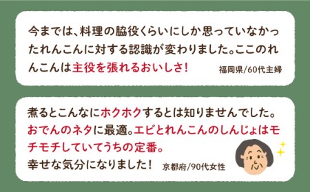 【祖母は101歳 健康長寿の源はれんこん！】 白石 れんこん 約3kg /新鮮なれんこんを産地直送！ れんこん 佐賀 白石れんこん 泥付きれんこん 夏はシャキシャキれんこん 冬はホクホクれんこん おで