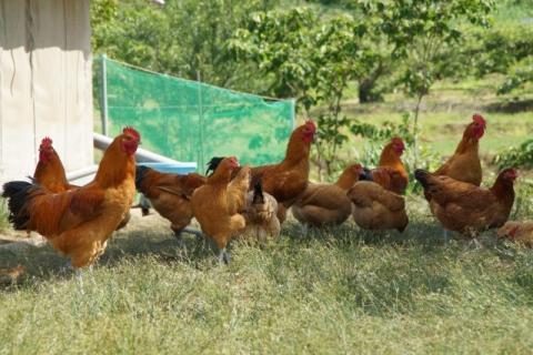 若軍鶏肉 （メス）と 工房謹製 つくね団子 のお鍋セット ひよころ鶏園 1R11012