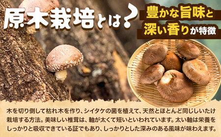 原木乾燥しいたけ 大玉 200g|しいたけのさかい