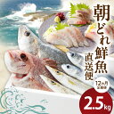 【ふるさと納税】旬の朝どれ 鮮魚 直送 定期便 12ヶ月 3種以上 旬 2.5kg セット 大和海商 定置網漁 鮮度 バツグン 朝ジメ 厳選 グルメ 食品 魚 海の幸 魚介類 詰め合わせ 冷蔵 国産 宮崎県 延岡市 日向灘 お取り寄せ 送料無料