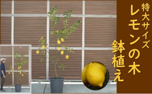 
レモンの木 鉢植え 特大サイズ (陶器鉢グレー38cm) 植木鉢 ガーデン ※配送不可：北海道、沖縄、離島
