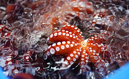 匠の業　明石だこ丸タコ1kg