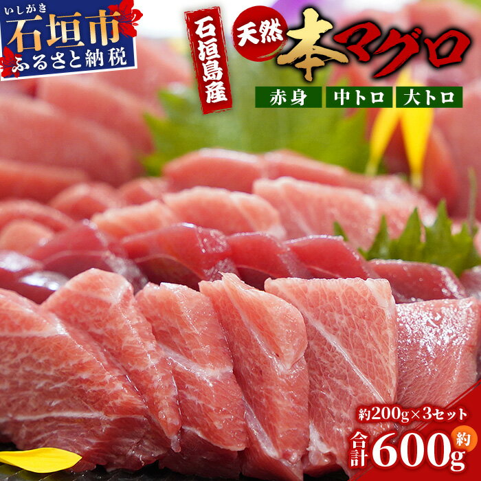 【ふるさと納税】【数量限定】石垣島産 天然本マグロ600g（まぐろ赤身・中トロ・大トロのミックスセット ）ヤエスイ マグロ船直送【2025年6月下旬より順次発送】 | マグロ 鮪 沖縄県 石垣市 送料無料 天然 まぐろ 本まぐろ 黒マグロ 刺身 お刺身 数量限定