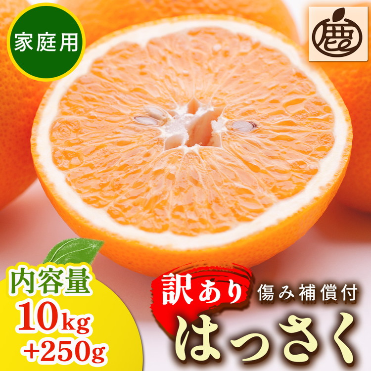 ＜1月より発送＞家庭用 はっさく10kg+250g（傷み補償分） ｜ 八朔みかん わけあり 訳あり ワケアリ ※2026年1月上旬～3月下旬頃に順次発送予定 ※北海道・沖縄・離島への配送不可 ◇