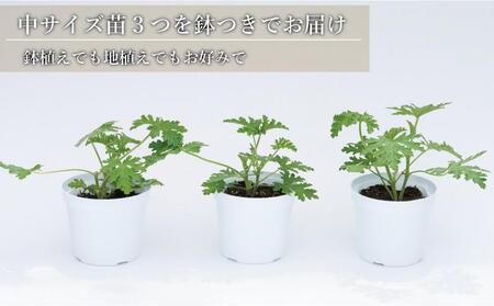 虫よけ効果 ローズゼラニウム 中サイズ苗 3個セット（鉢つき）