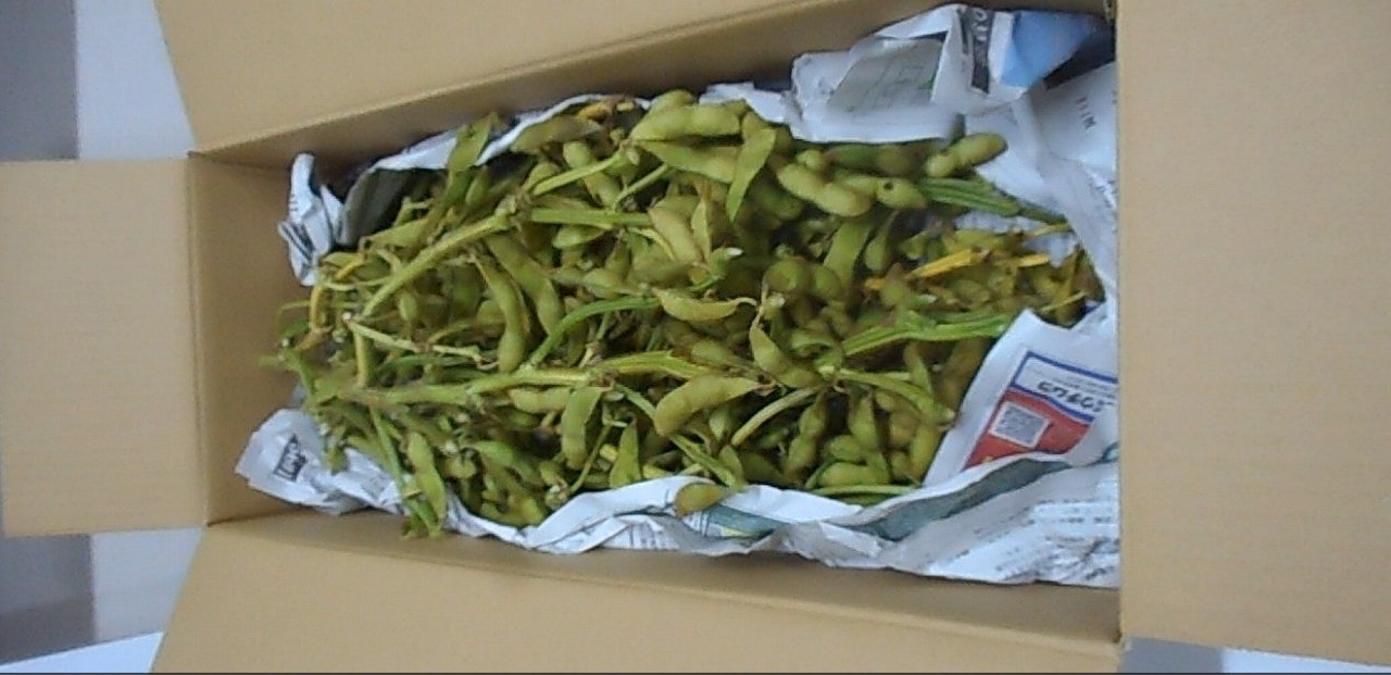 
                  令和8年産 加東市産 丹波種 枝付き 黒枝豆 2kg [ 野菜 えだまめ 枝豆 ビール おつまみ 数量限定 ]
                