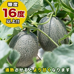 ＜先行予約受付中！2026年6月以降順次発送予定＞鹿児島県産！南国グリーンメロン(2Lサイズ×5個) メロン めろん 果物 スイーツ デザート フルーツ 【あくね旬の店いきいき館】akn015-19