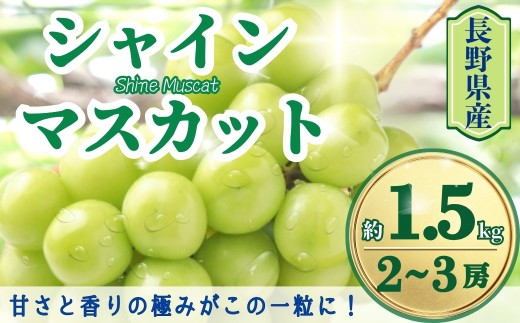 【2026年先行予約】シャインマスカット 約1.5kg(2~3房)｜ 果物 フルーツ 白ぶどう 葡萄 ブドウ 種無し 種なし 皮ごと 千曲市 長野県 信州