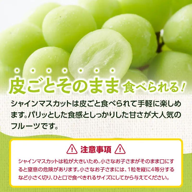 【受付終了間近！】シャインマスカット 1.4kg(350g×4P)【JA八女】｜ 002-019