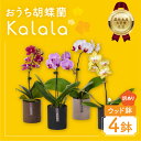 【ふるさと納税】産直 胡蝶蘭 『カララ』 4鉢 ウッド鉢 花 鉢花 訳あり おまかせ 鉢植え ランキング 一位 セット 鉢花 ラン ミディ 自宅用 観葉植物 インテリア お花 グリーン 愛知県 豊橋市 渥美半島 15000円