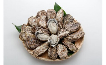 オレの牡蠣アミスイ 殻付 牡蠣 10kg｜朝どれ 生食用 かき 大粒 生がき 生ガキ 大粒 貝 シーフード オイスター 海鮮 魚介類 濃厚 BBQ バーベキュー ガンガン焼き おおたけカキ 特大サイズ