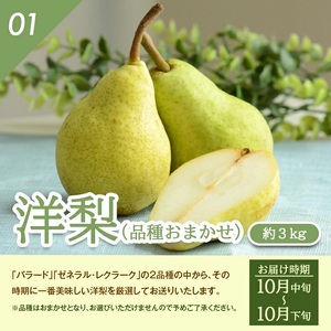 SE0299　【3回定期便】特選 庄内産 洋梨3種味比べ定期便2024 (洋梨〔品種おまかせ〕 、ラ・フランス、シルバーベル/各約3kg)
