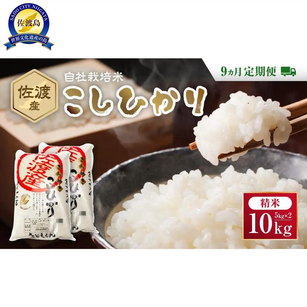 自社栽培米佐渡産こしひかり（精米10kg）9カ月定期便