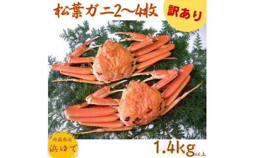 55M.■浜下商店■松葉ガニ2～4枚〔浜ゆで〕◆訳あり◆