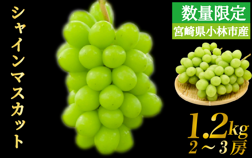 【F115】【数量限定】シャインマスカット 1.2kg 農家直送（ぶどう 葡萄 高級フルーツ 甘い 高糖度 ジューシー みずみずしい 芳醇 数量限定 期間限定 旬の果物 人気返礼品 )