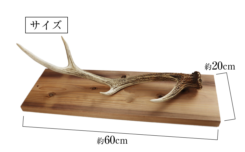 エゾシカ角 壁掛け（横約20cm×縦約60?） 