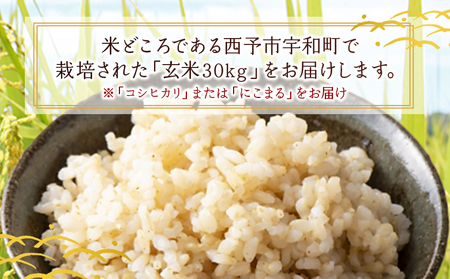 ＜令和7年産 西予市宇和町産 玄米 30kg＞ お米 コメ ご飯 ライス 穀物 こしひかり コシヒカリ にこまる 晩稲 大粒 特産品 三好フク 愛媛県 西予市 【常温】『1か月以内に順次出荷予定』 U