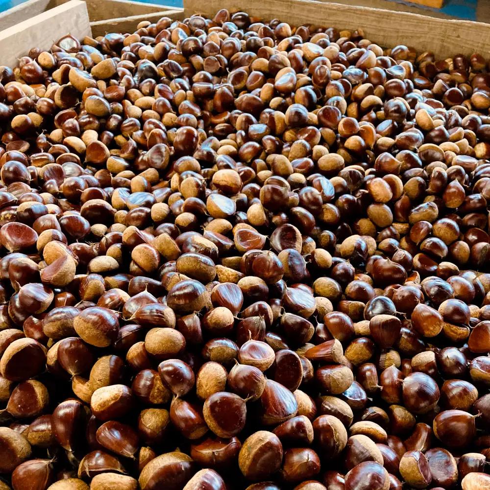 鶴沼 の 栗 1kg (桜川市・石岡市共通返礼品) 和栗 国産栗 くり 栗 生栗 先行予約 2026年9月上旬発送開始 オーガニック肥料 果じゅまる園 [DQ001sa]