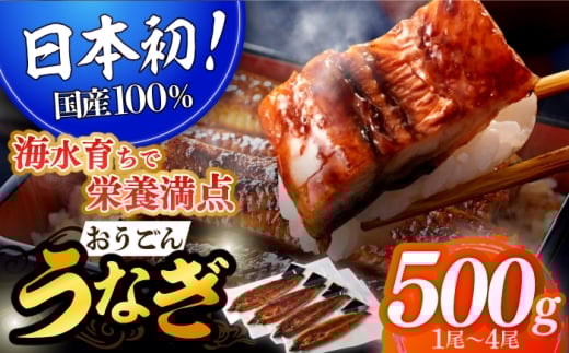【着日指定 可能】【日本初！海水で養殖】長崎県産おうごんうなぎ 約500g（1尾〜4尾）平戸市 / 松永水産 [KAB111]うなぎ 鰻 ウナギ 土用丑の日 九州産 蒲焼 かばやき
