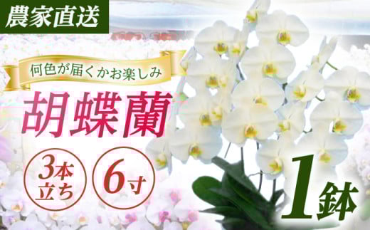 【3本立ち6寸】生産農家直送！ 胡蝶蘭 1鉢 洋蘭 蘭 鉢植 花 フラワー 植物 こちょうらん コチョウラン お花 生花 鉢花 鉢 ギフト お祝い お供え コチョウラン こちょうらん 冠婚葬祭 新築 開店 祝 ギフト プレゼント 贈答品 記念日 母の日 贈り物 母の日 誕生日 神奈川【足柄金太郎洋蘭園】開成町 [BDAB007]
