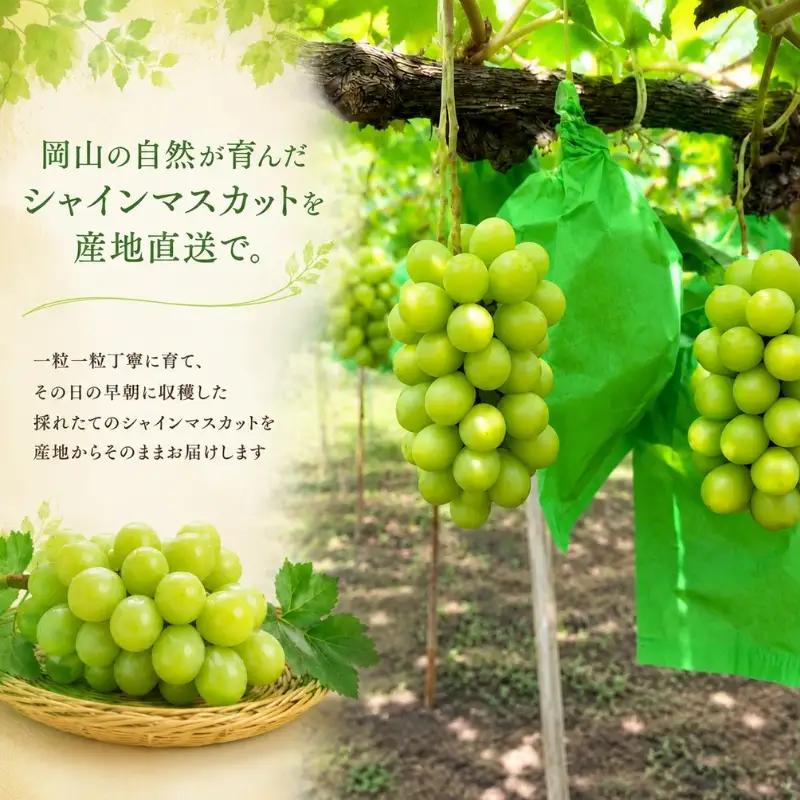 岡山県産シャインマスカット ご家庭用 パック 400g×2房 【2026年先行予約】 糖度測定 / ぶどう 岡山 真庭市 シャインマスカット 果物 贈答 人気 産地直送 国産 数量限定【bfyd004