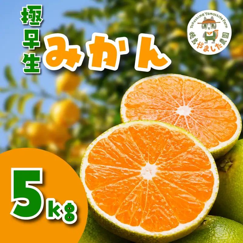 【2026年10月順次発送】 極早生みかん 5kg 温州 みかん