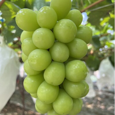 【本場山梨の旬を堪能】今、話題のハウスオブシャインマスカット全国に先駆け2025年6月中旬発送【配送不可地域：離島】