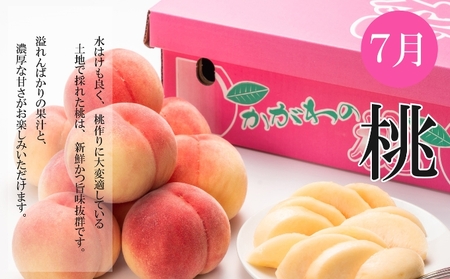 夏のいいとこどり定期便【全3回】