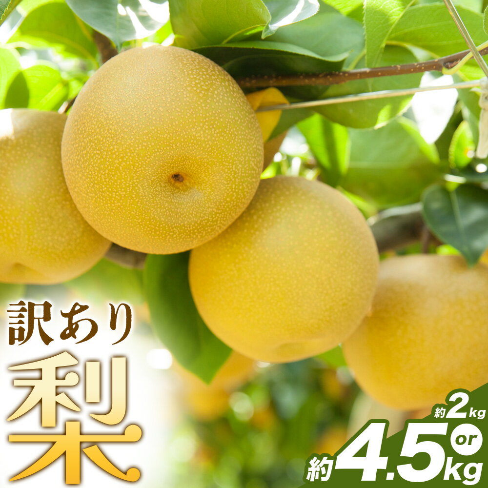 【ふるさと納税】【先行予約】梨 訳あり梨 選べる内容量 約2kg-2.5kg(6-10玉) 約4kg-4.5kg(10-18玉) 株式会社Foody’s《2026年8月下旬-10月下旬頃出荷》なし 和梨 フルーツ 果物 ご家庭用 不揃い キズあり 菊池市産 熊本県産 九州産