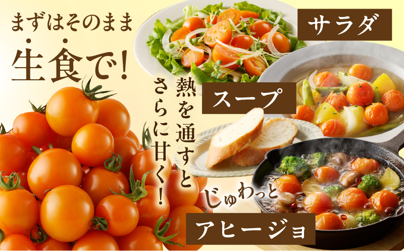 先行予約≪期間限定≫オレンジリトル（計1.6kg）_T040-0011【ミニトマト 野菜 サラダ 国産 人気 ギフト 食品 とまと フルーツ 新鮮 お土産 送料無料 プレゼント】