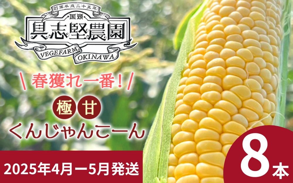 
【2025年4-5月発送】春獲れ一番！極甘くんじゃんこーん（８本）とうもろこし コーン 沖縄産 春 獲れ 野菜 生 甘い 沖縄 国頭村
