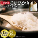 【ふるさと納税】【令和6年度産】【全12回定期便】 米 お米 おぢかんうまか米（小値賀町産こしひかり 3kg ・精白米） [DAB013] 長崎 五島列島 小値賀 島 国産 コシヒカリ こしひかり 白米 ご飯 精米 お弁当 おにぎり 常温