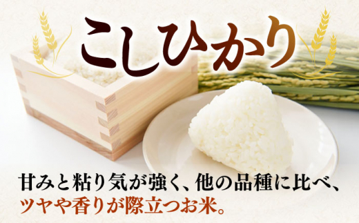【12月配送】お米 こしひかり 5kg ｜ 長崎県産 米 お米 白米 精米 R8年産 令和8年産 こしひかり コシヒカリ 長崎県 壱岐市 長米壱岐営業所 [JCZ021]