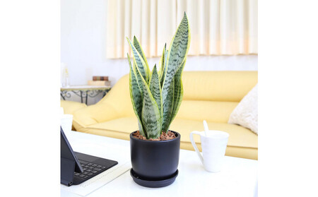 《先行予約》【観葉植物】サンスベリア 5号 ブラック丸プラスチック鉢（Bowl）土の表面:ウッドチップ｜観葉植物 インテリア 部屋 おしゃれ 福岡県筑前町 送料無料