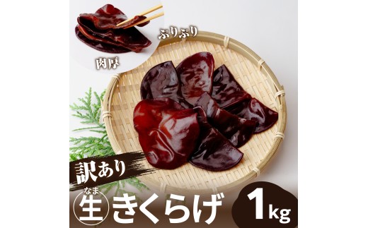 【訳あり】国産 生きくらげ 1000g 大地のきくらげ 選べる内容量 | 訳有 木耳 キクラゲ 生 きのこ 肉厚 ぷりぷり コリコリ 瑞々しい 希少 産地直送 国産きくらげ お取り寄せ グルメ 新鮮 鮮度 中華料理 食材 野菜 大地工房 株式会社PEC 埼玉県 桶川市