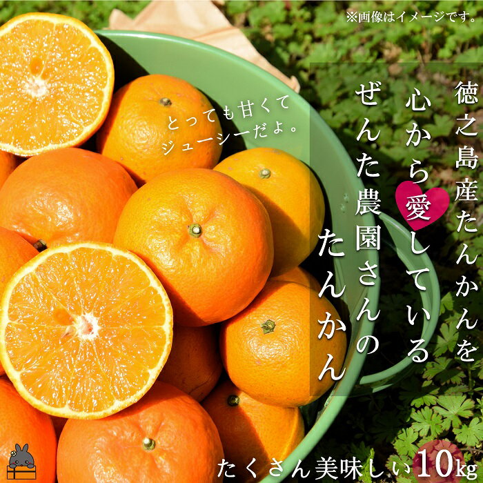 【ふるさと納税】《今が旬！》徳之島産たんかんを心から愛している。ぜんた農園さんのたんかん（10kg） ( タンカン フルーツ みかん 果物 善田 柑橘 徳之島 奄美 鹿児島 世界自然遺産 先行予約 )