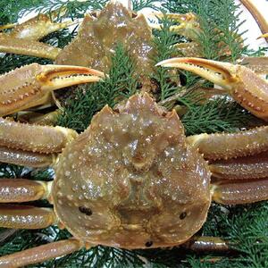 先行予約 松葉ガニ 生なま 2枚 年明け 配送 着日指定不可 北海道、沖縄、一部離島への配送不可 松葉がに