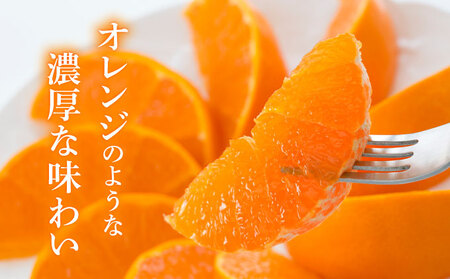 KU250【先行予約】 せとか3kg（8～15玉・化粧箱付き）
